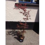 Acer Palmatum - Red Leaf