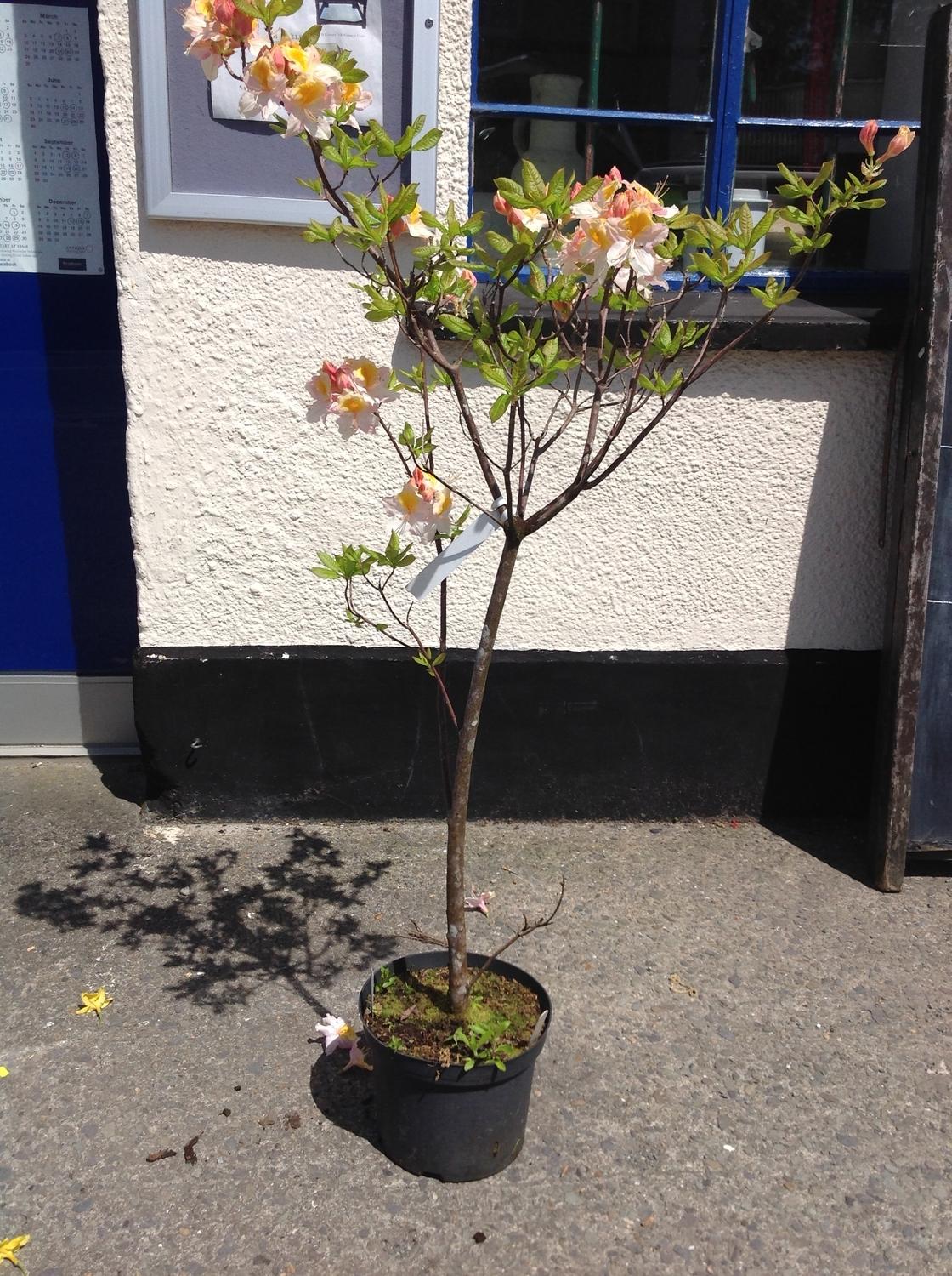 Azalea Exbury - Yellow Pale