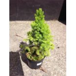 Conifer - Albertiana Conica Dwarf