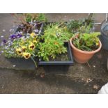 Quantity of Planters and Contents