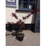 Copper Beech Tree