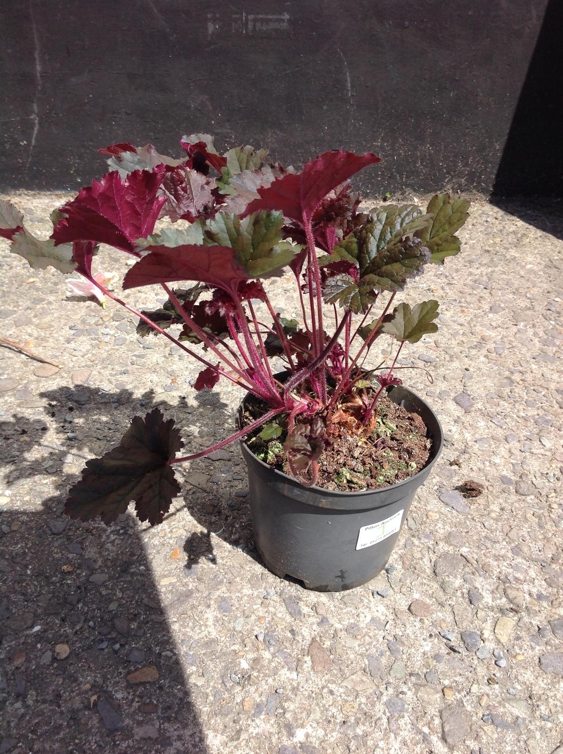 Heuchera - Purple Palace