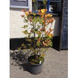 Azalea Exbury - Orange (Large)