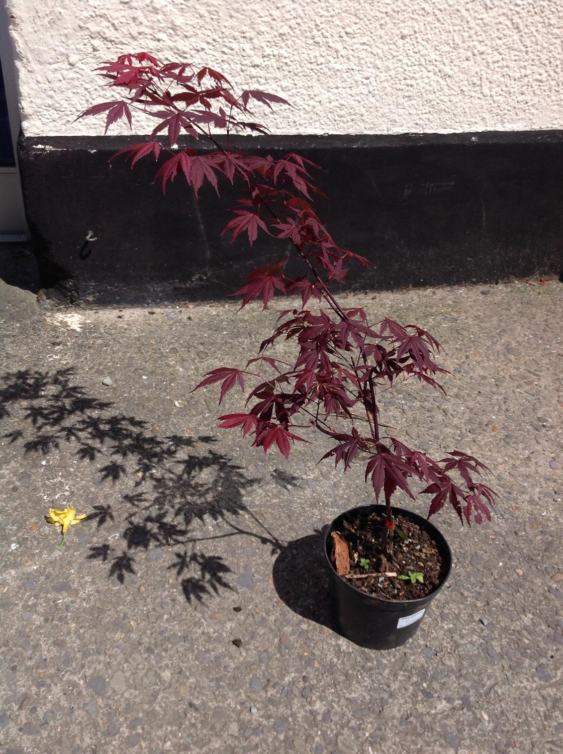 Acer Palmatum - Red Leaf