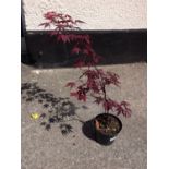 Acer Palmatum - Red Leaf