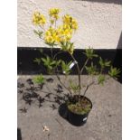 Azalea Luteum - Yellow Scented