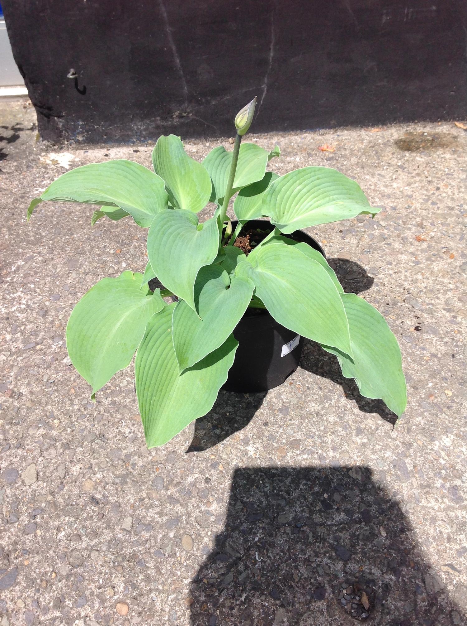 Hosta - Blue