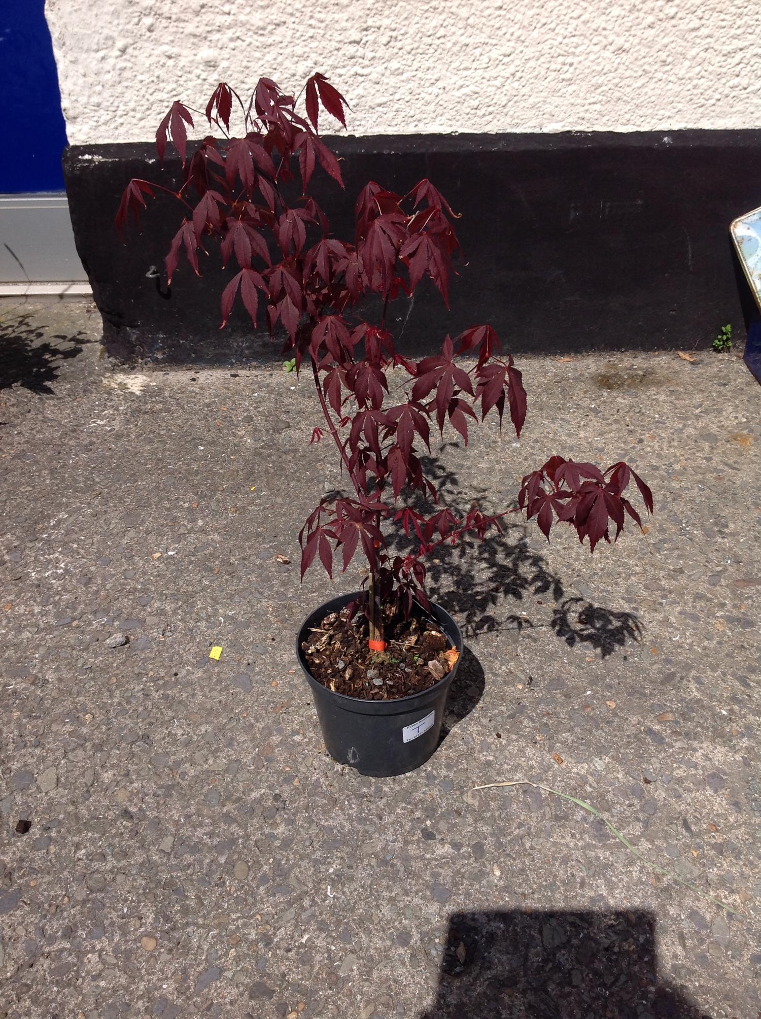 Acer Palmatum