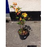 Azalea - Exbury Orange