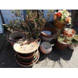 Large Quantity of Garden Planters