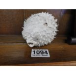 Taxidermy Study of Puffer Fish