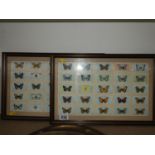 Framed Cigarette Cards - Butterflies