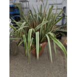 Large Potted Plant