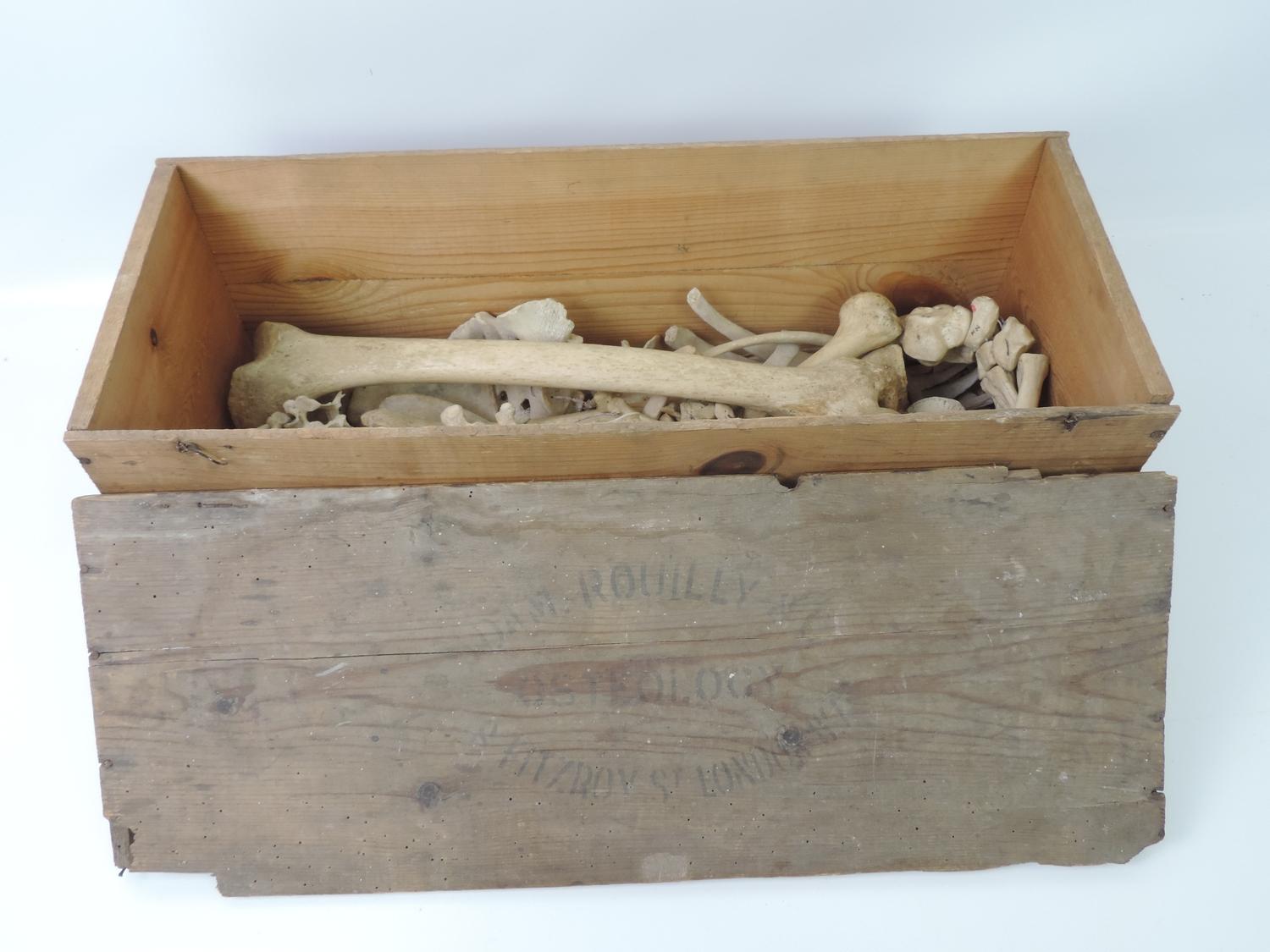 Wooden Box and Contents - Part Human Skeleton