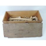 Wooden Box and Contents - Part Human Skeleton
