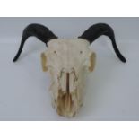 Ram Skull