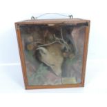 Cased Taxidermy Study of a Fox Head from the Telcott Hunt 1922