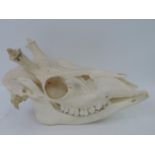 Deer Skull