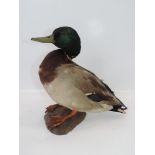 Taxidermy Study of a Mallard, Mounted on Wood with Glass Eyes