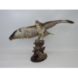 Good Quality Taxidermy Study of a Buzzard, Mounted on Wooden Plinth with Outstretched Wings - 24"