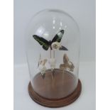 Taxidermy Diorama Butterflies and Bird Skulls under Glass Dome - 16" High