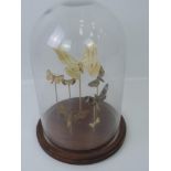 Taxidermy Diorama - Moths under Glass Dome