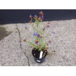 Hardy Plumbago Blue Flowers