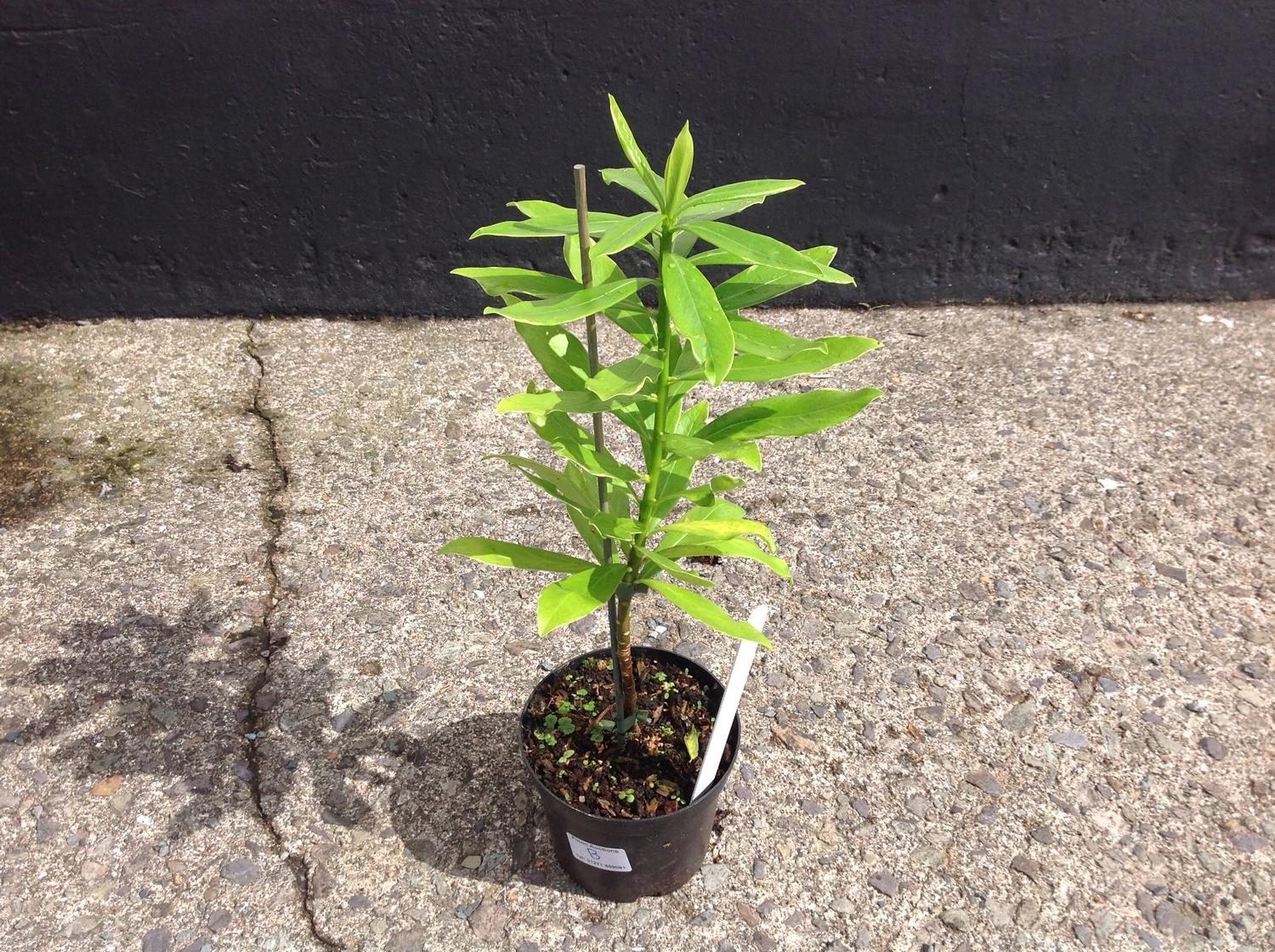 Daphne Evergreen and Scented