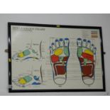 Framed Reflexology Chart