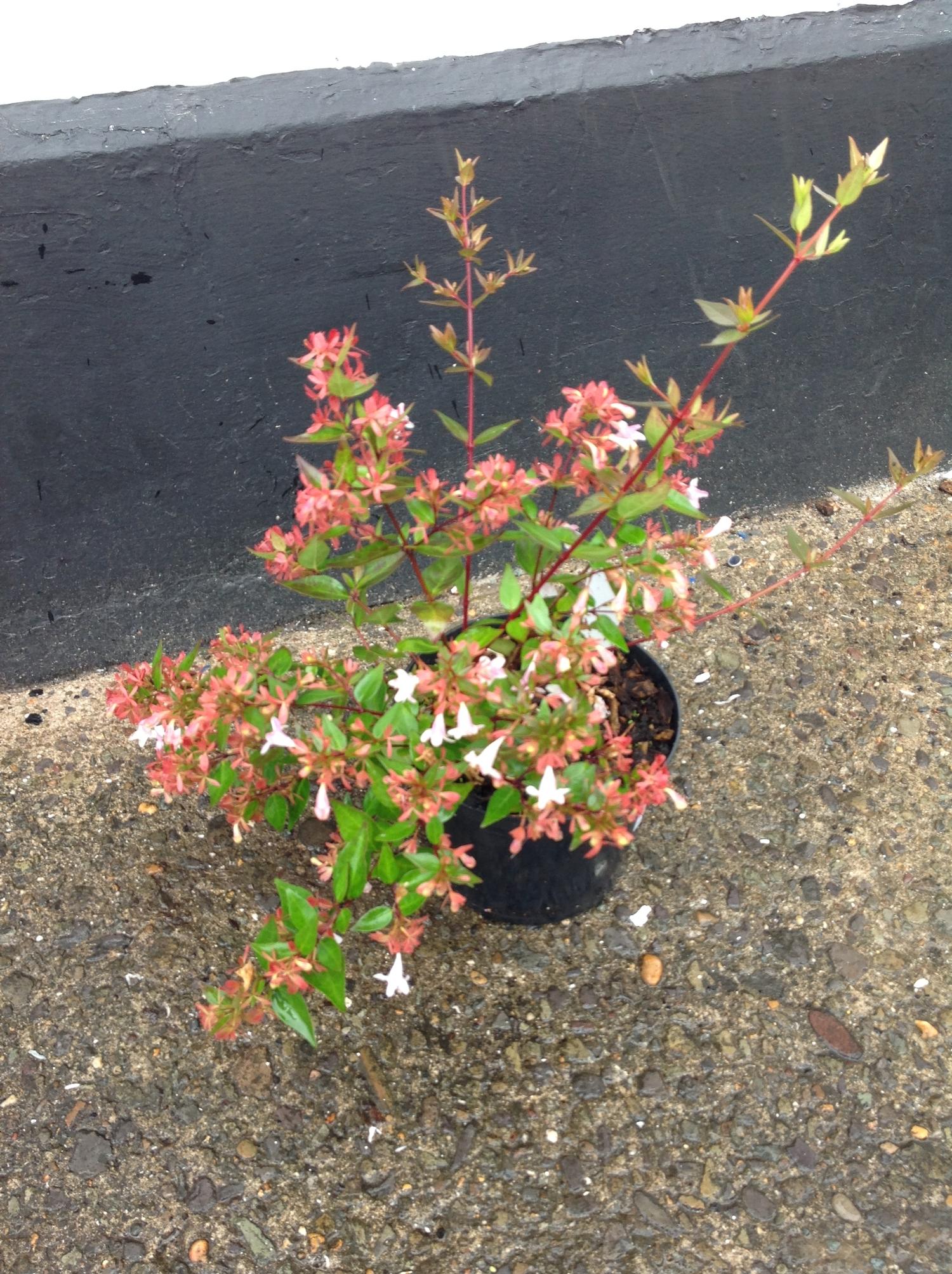 Abelia- Shrub