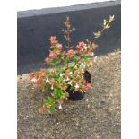 Abelia- Shrub