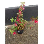 Hardy Fuchsia Mrs Popple