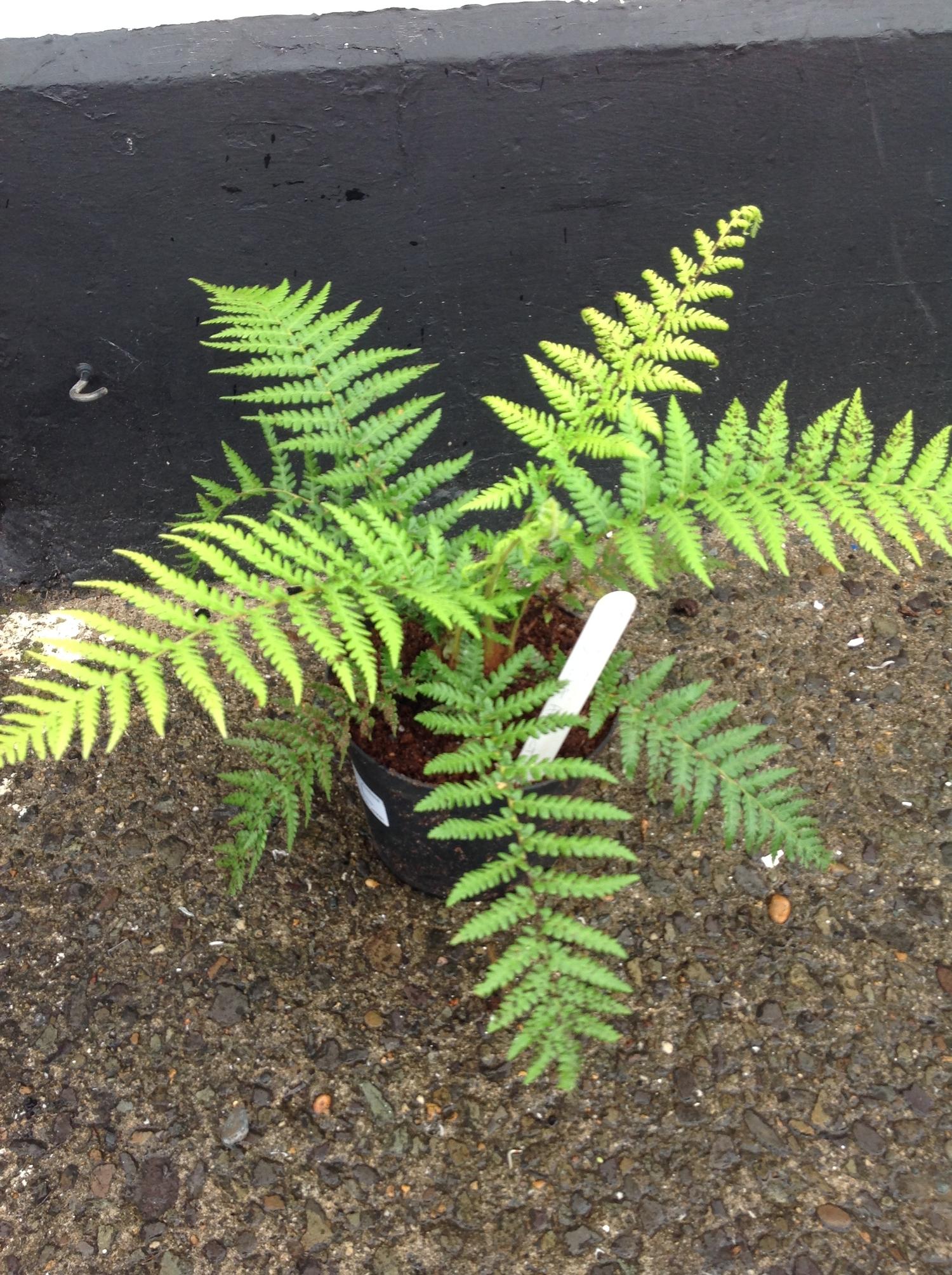 Tree Fern