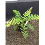 Tree Fern