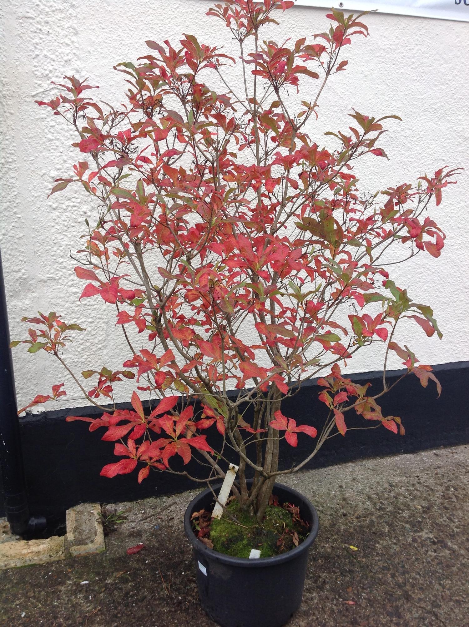 Large Azalea - Exbury - Golden Flowers