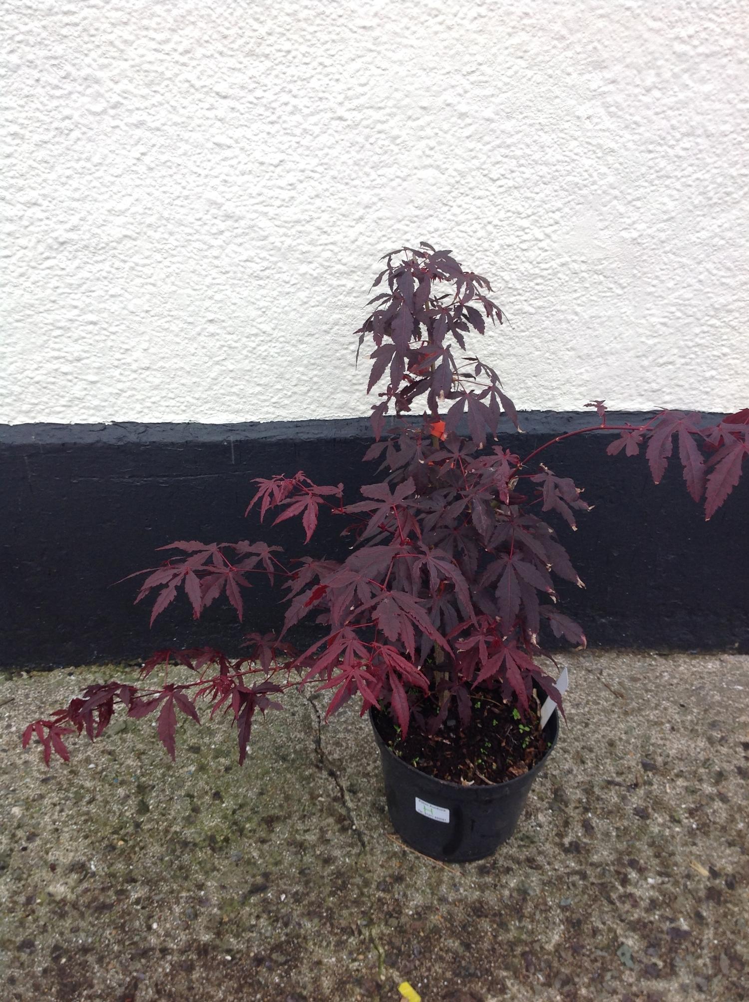 Acer Palmatum