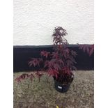 Acer Palmatum