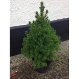 Conifer - Picea - Dwarf