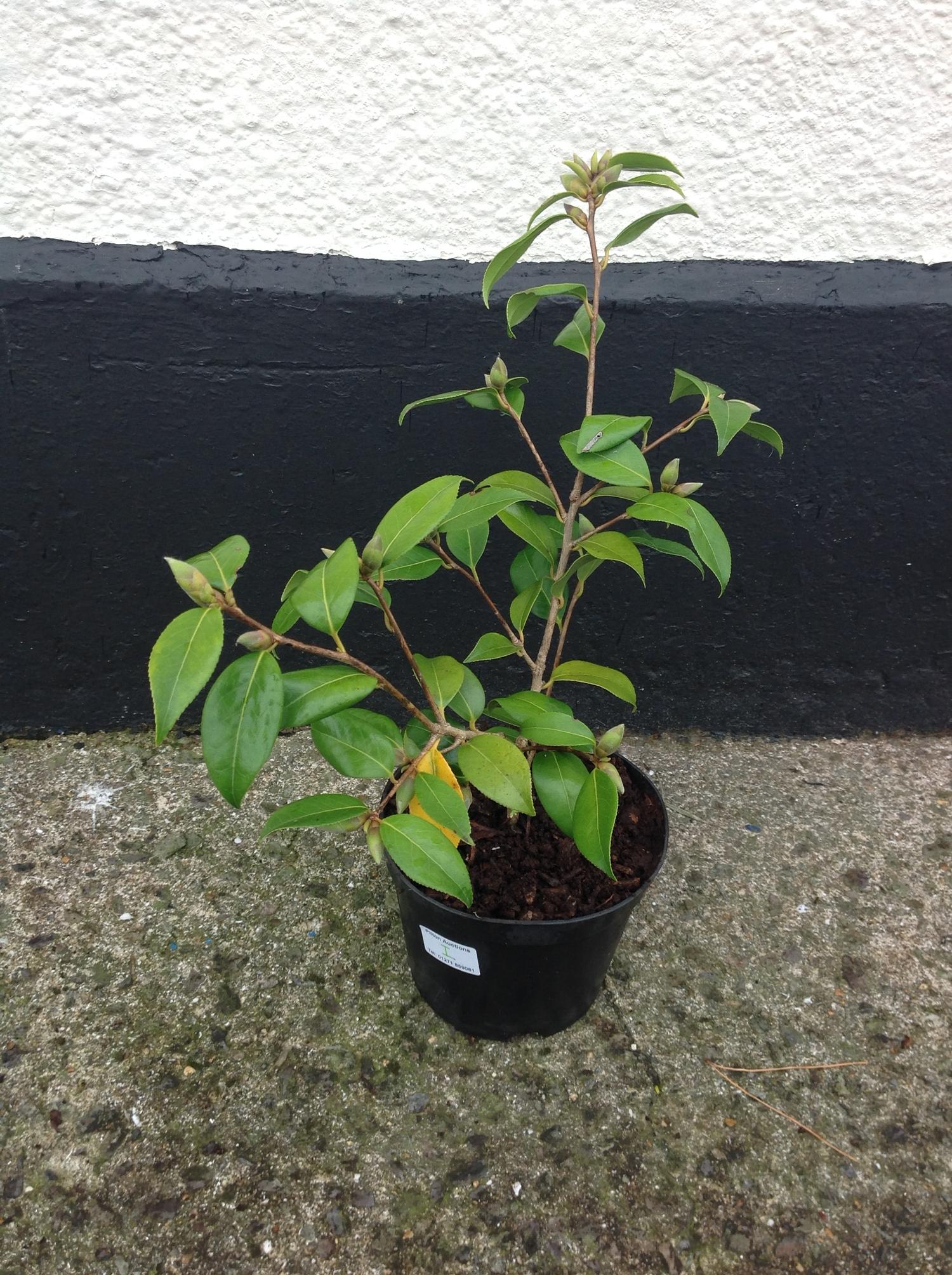 Camelia Donation - Pink