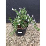 Rosemary - Seven Seas - Low Growing