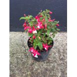 Dwarf Fuchsia - Snow Cap