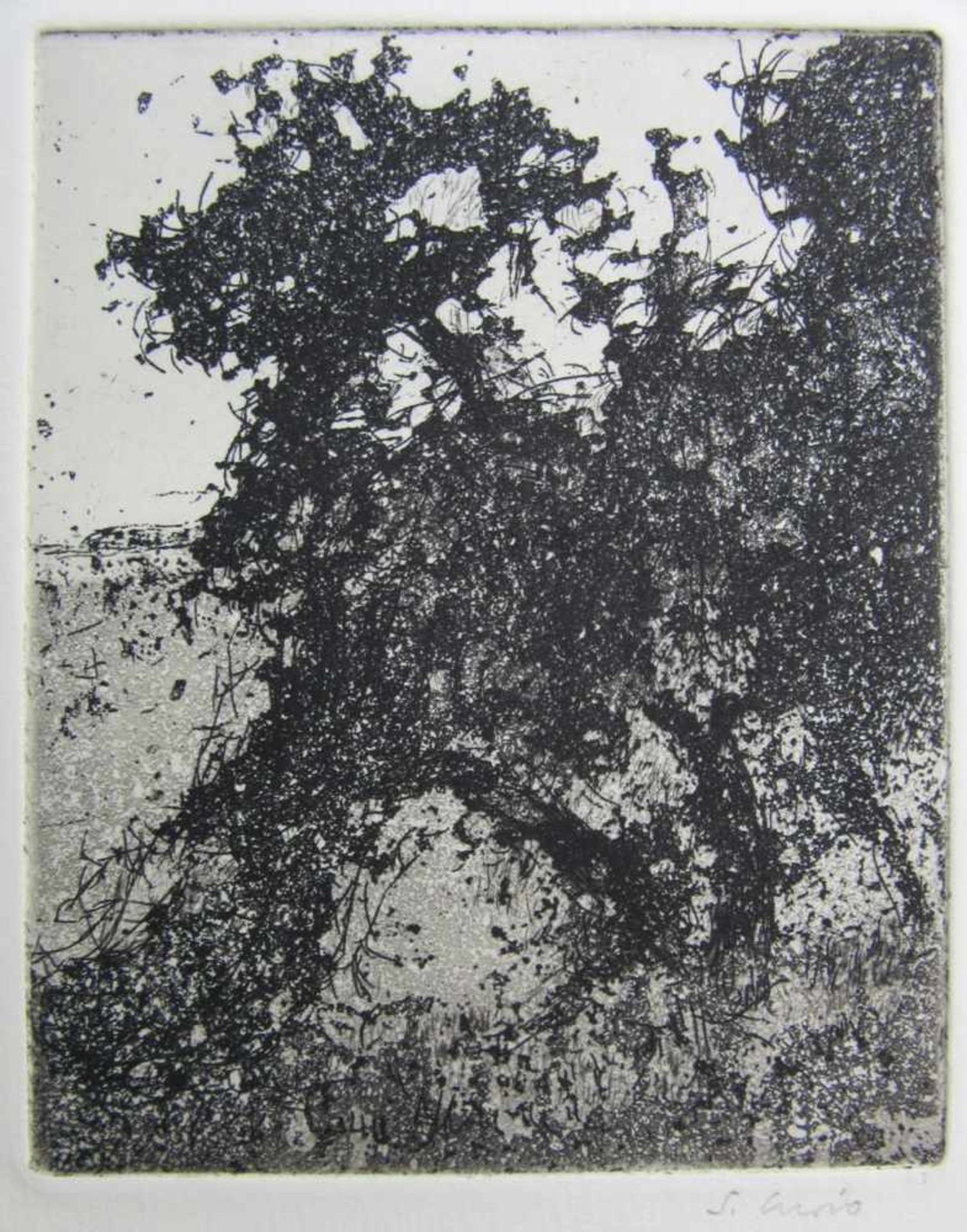 Curio, Sabine (1950 Ahlbeck, lebt in Stolpe/Usedom) „Baum am Schilfgürtel“Aquatinta, unten rechts