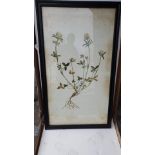 Graphics Botanical Plant Sprig Natural Art Black Wood Frame 90 x 145cm