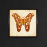 Artline Entomology Brown Natural Butterfly The Butterfly Is A Motif Of Powerful Transformation And