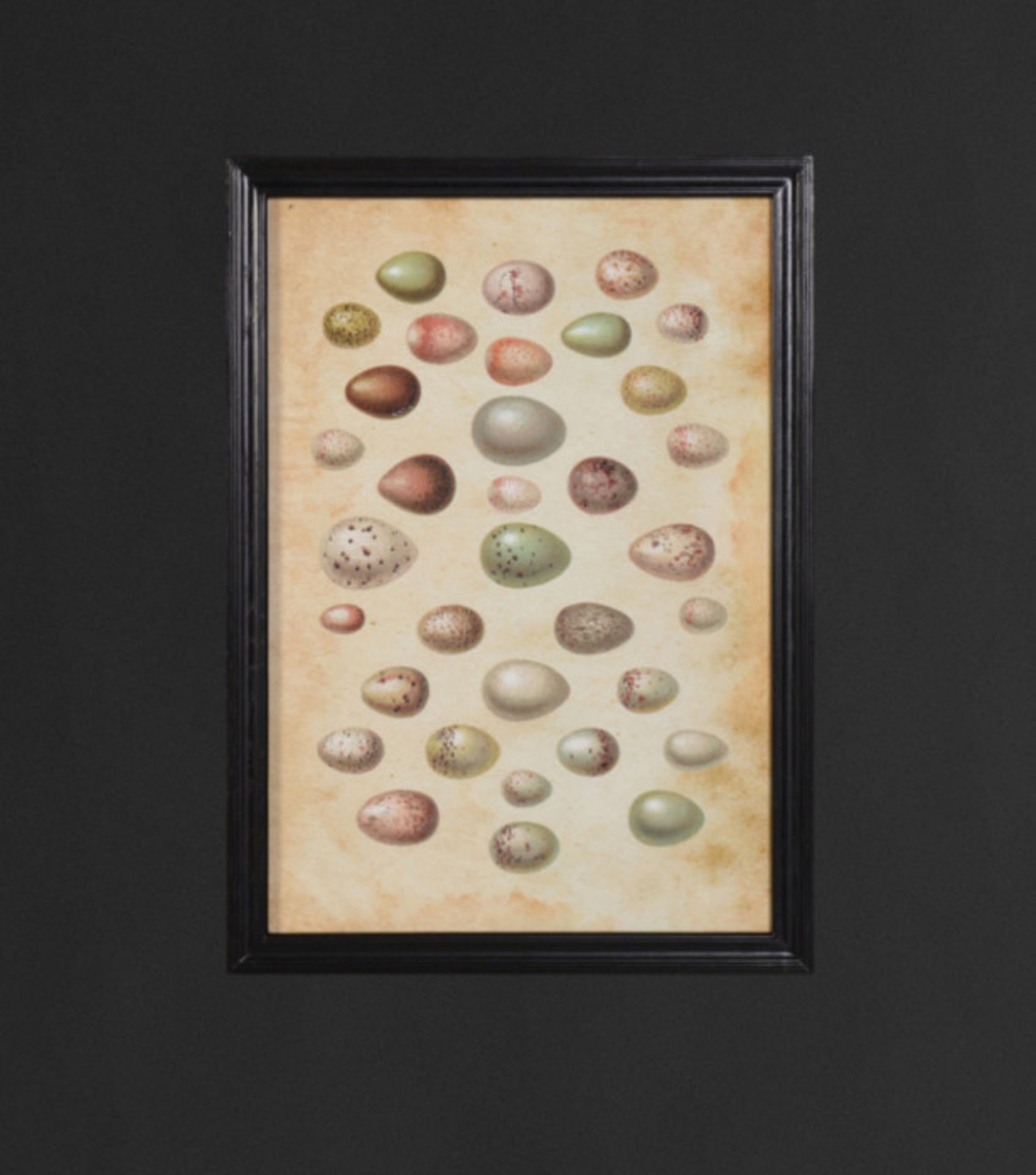 Framed Wall Art Animal Eggs - This Piece Is Printed On Museum Quality Archival Paper, Framed In