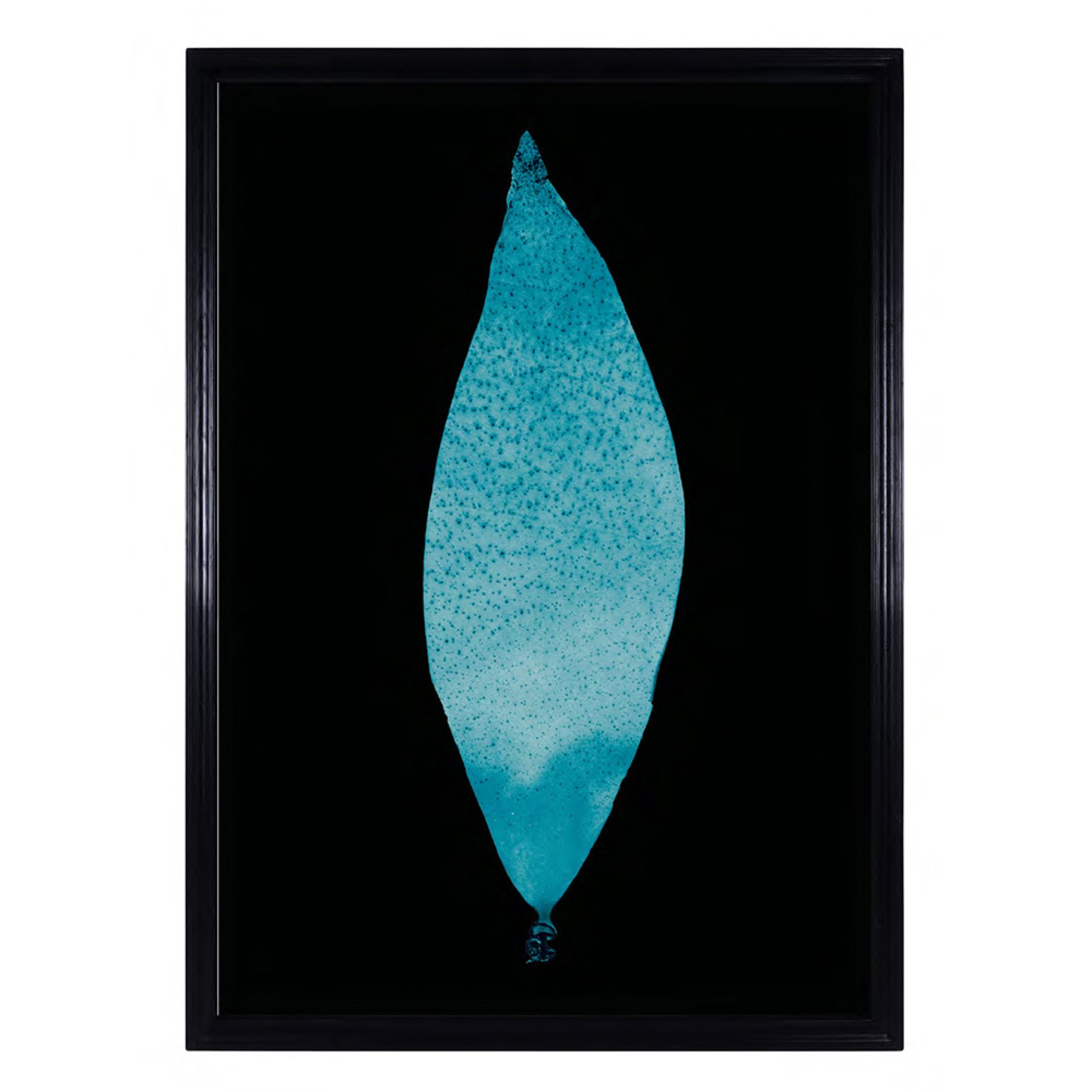 Sealife Blue Flat Wall Art These Colour-Enhanced High Resolution Images Are Taken From Sea Life