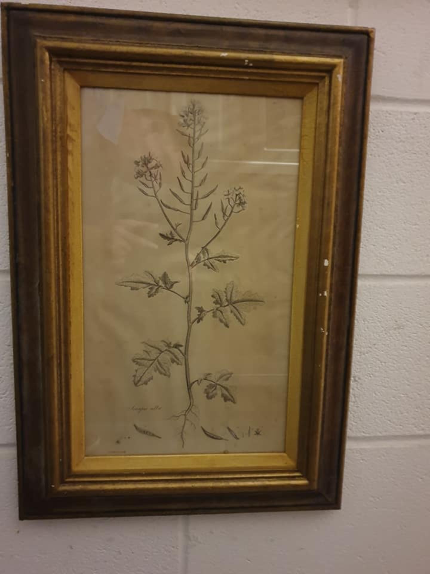 Framed Botanical Engraving Sinapis Alba after J Sowerby 1806 42 x 82cm