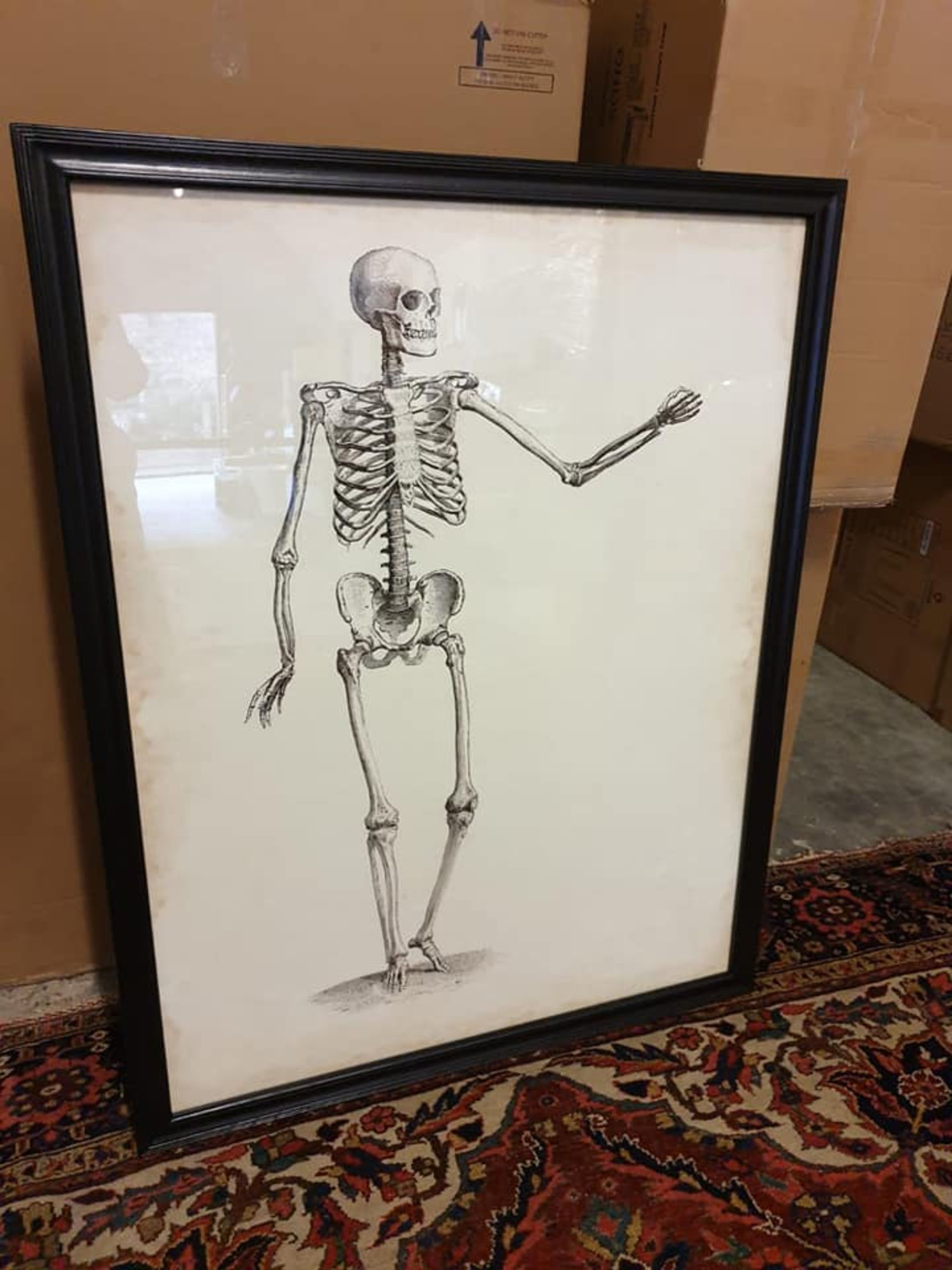 Timothy Oulton Skeleton Wall Art This cheeky skeleton is taken from an early 18th century - Image 3 of 3