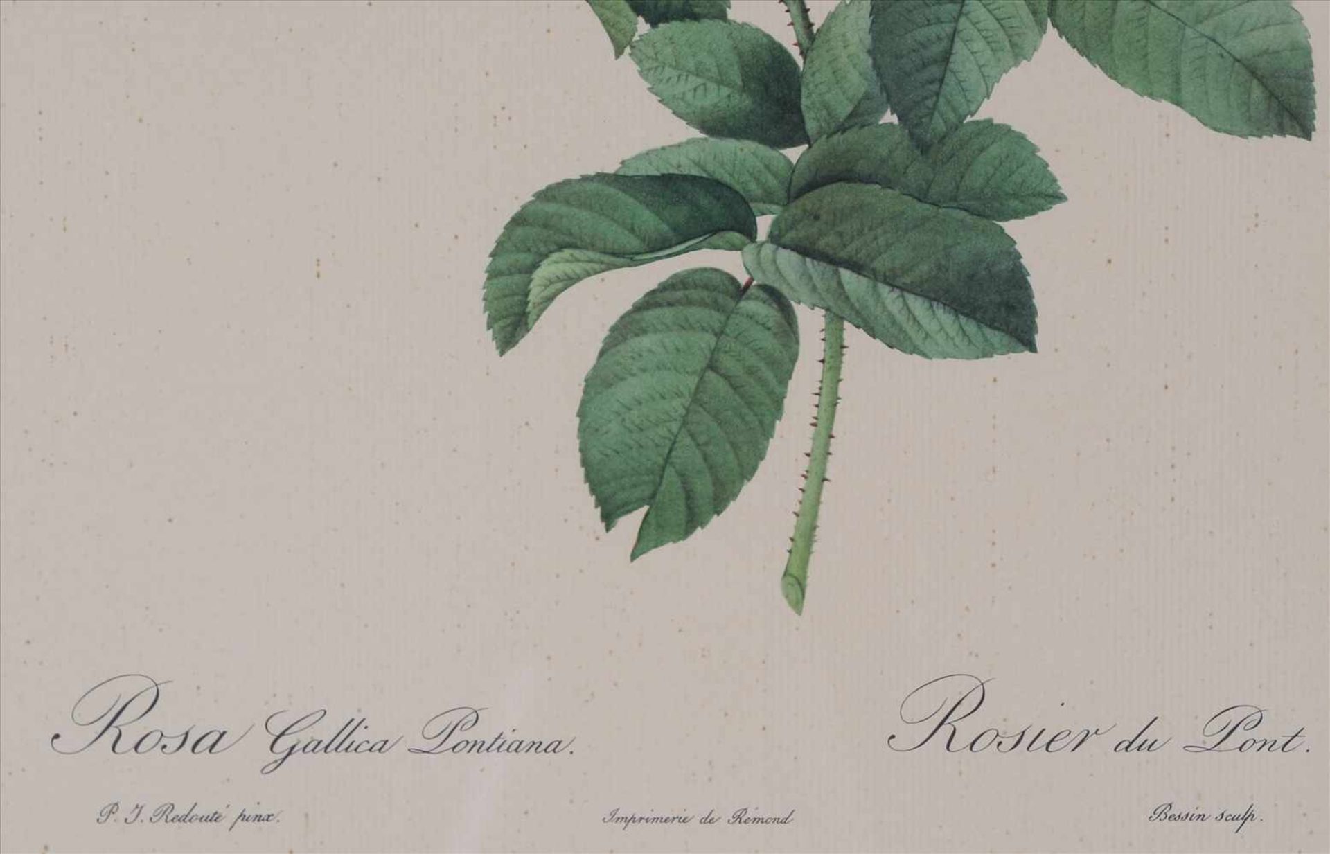 Redouté, Pierre Joseph (nach)Frankreich, um 1900. Rosa Gallica Pontiana. Offsetlithographie nach - Bild 3 aus 4