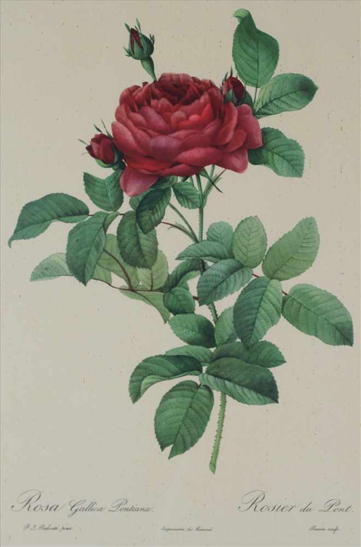 Redouté, Pierre Joseph (nach)Frankreich, um 1900. Rosa Gallica Pontiana. Offsetlithographie nach